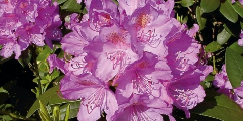 Rhododendron grandiflorum: opis, zimska otpornost, sadnja i njega